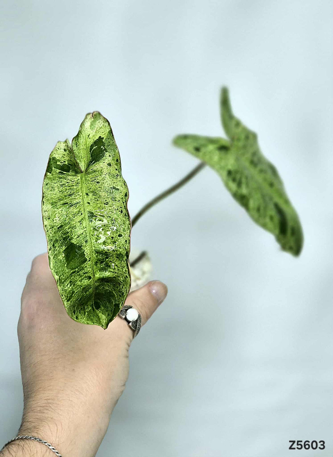 Philodendron Paraiso Verde #Z5603