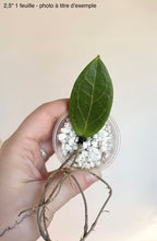 Charger l'image dans la galerie, Hoya Camphorifolia ⭐️
