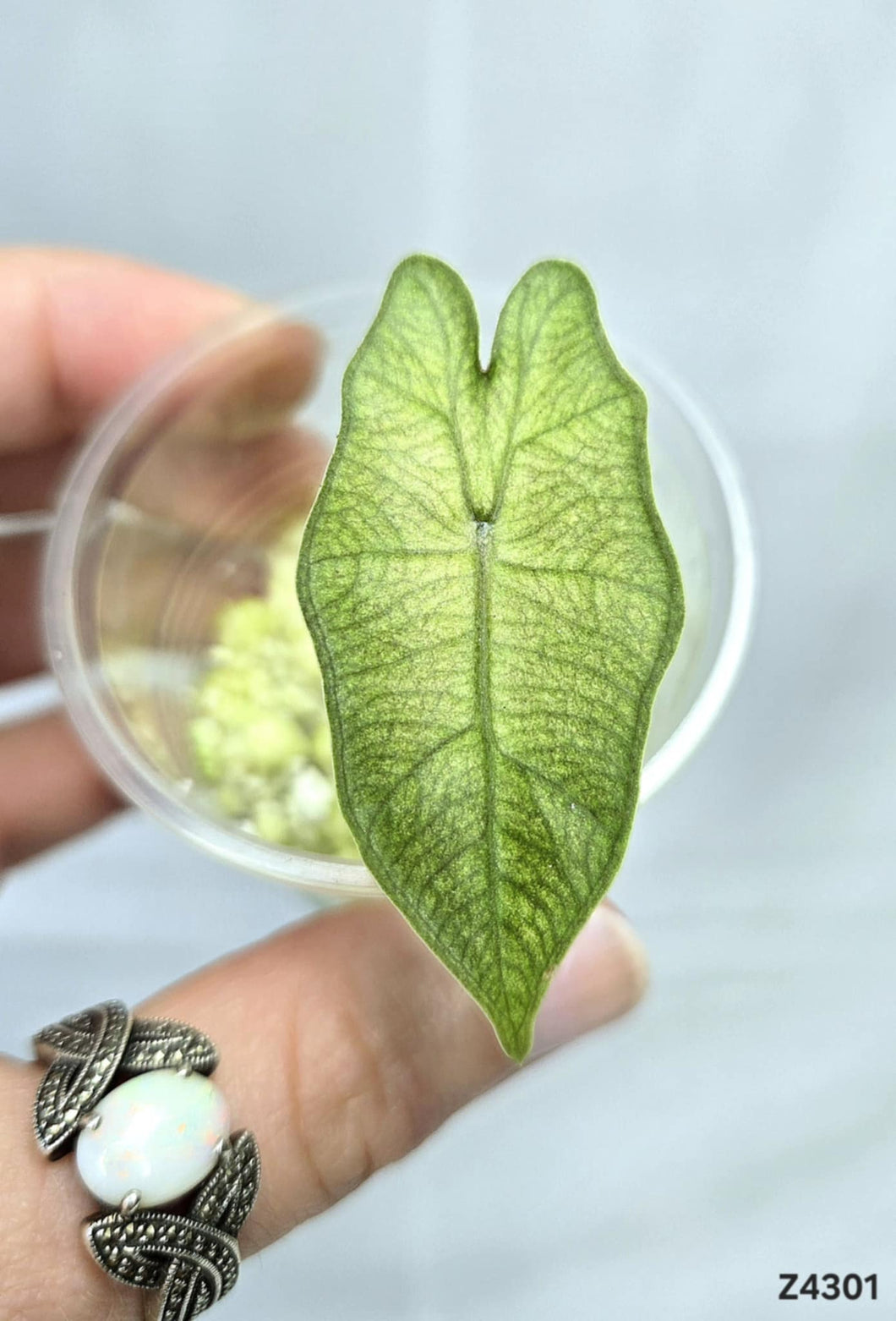 Alocasia Pseudosanderiana Pink #Z4301