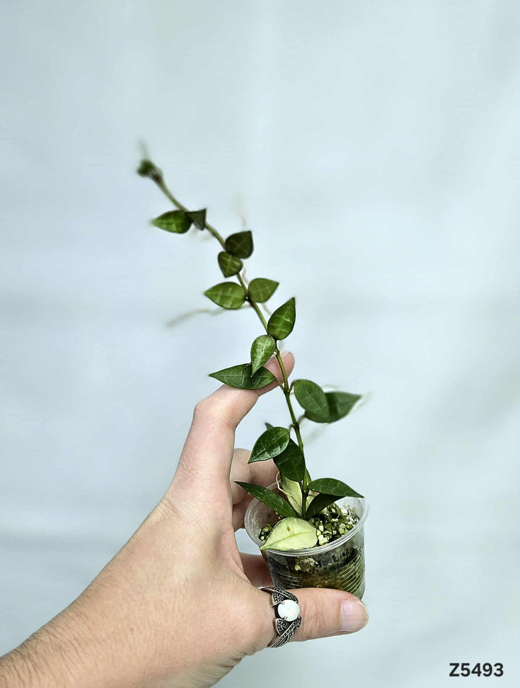 Hoya Lacunosa Variegata Revert ⭐️ #Z5493