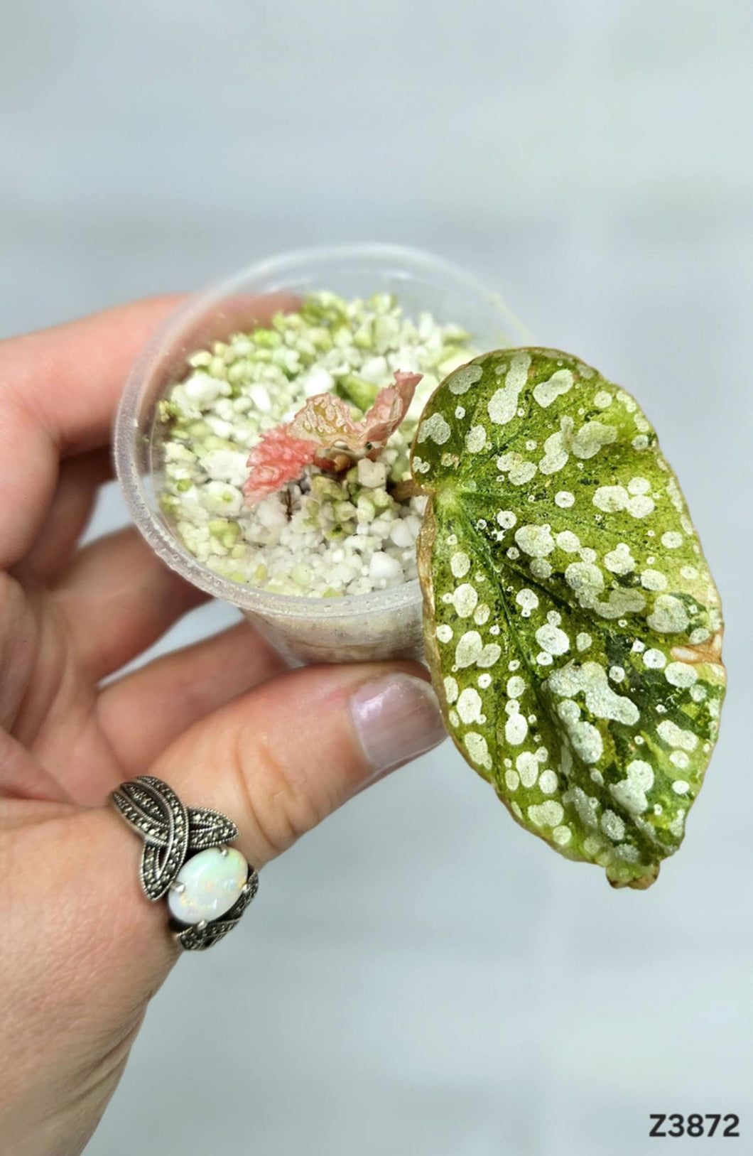Bégonia Snowcapped Variegata #Z3872