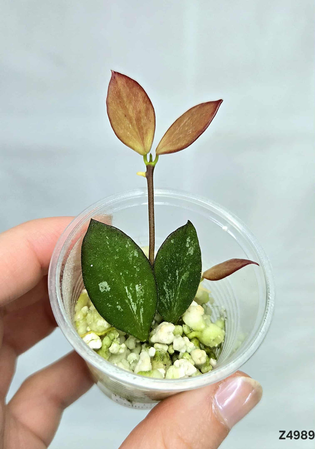 Hoya Collina Papua ⭐️ #Z4989