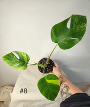 Charger l&#39;image dans la galerie, Monstera aurea
