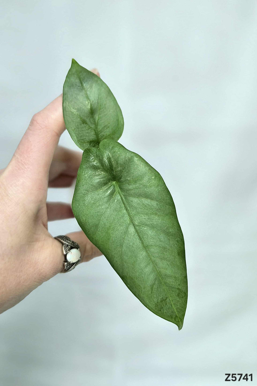 Alocasia Heterophylla Corazon  #Z5741