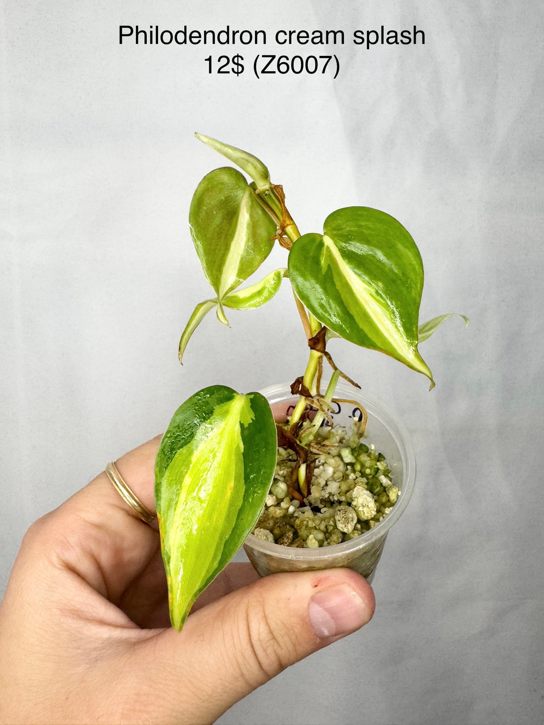 Philodendron Cream Splash #Z6007