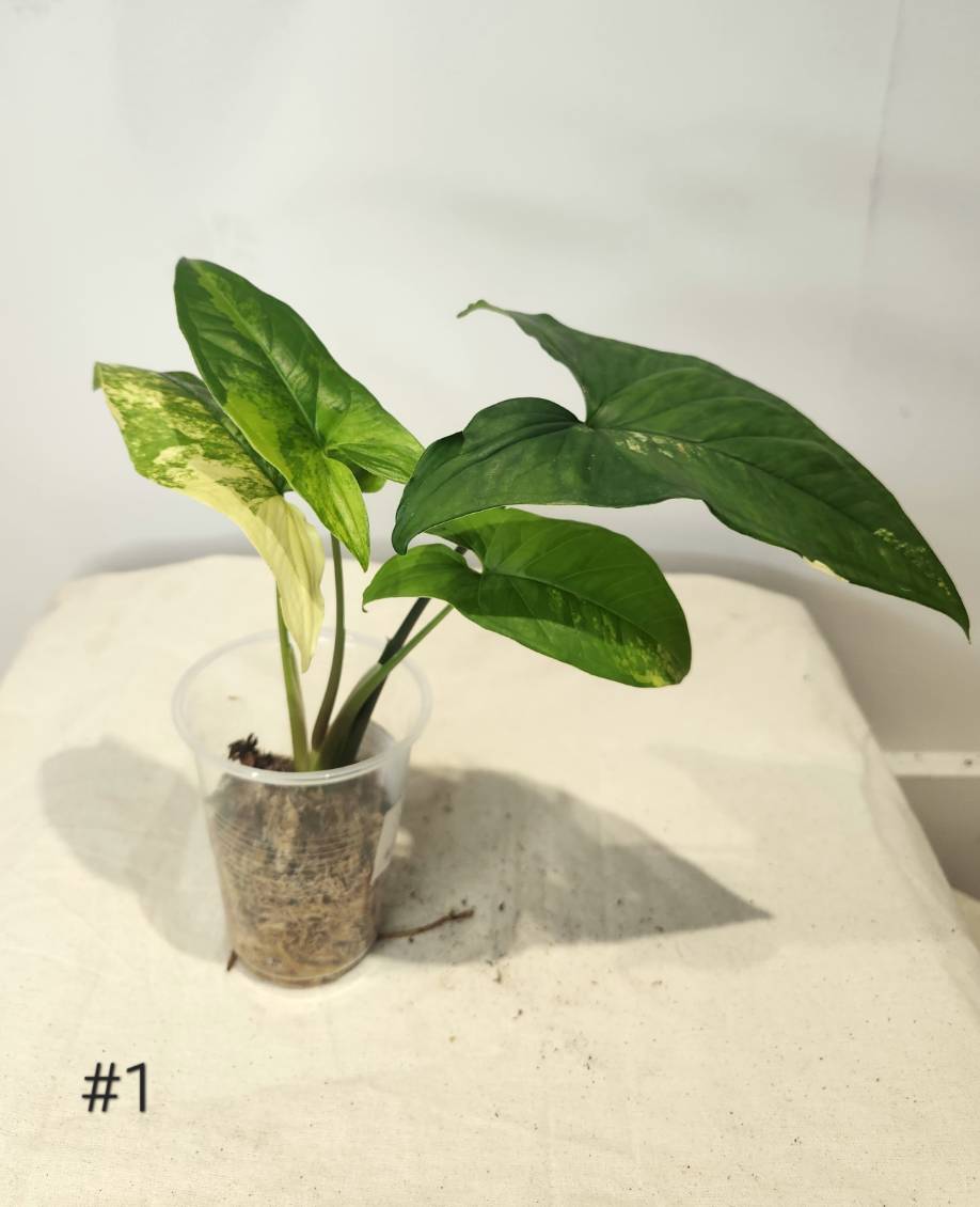 Syngonium aurea