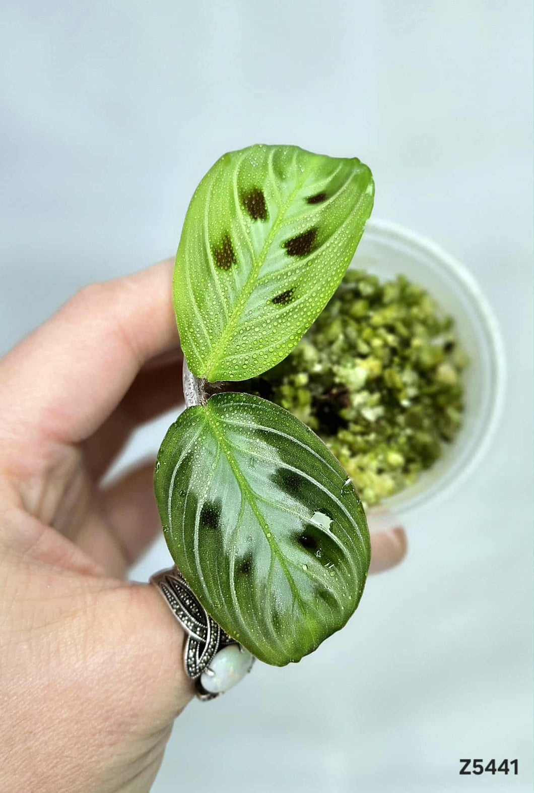 Maranta Noire ⭐️ #Z5441