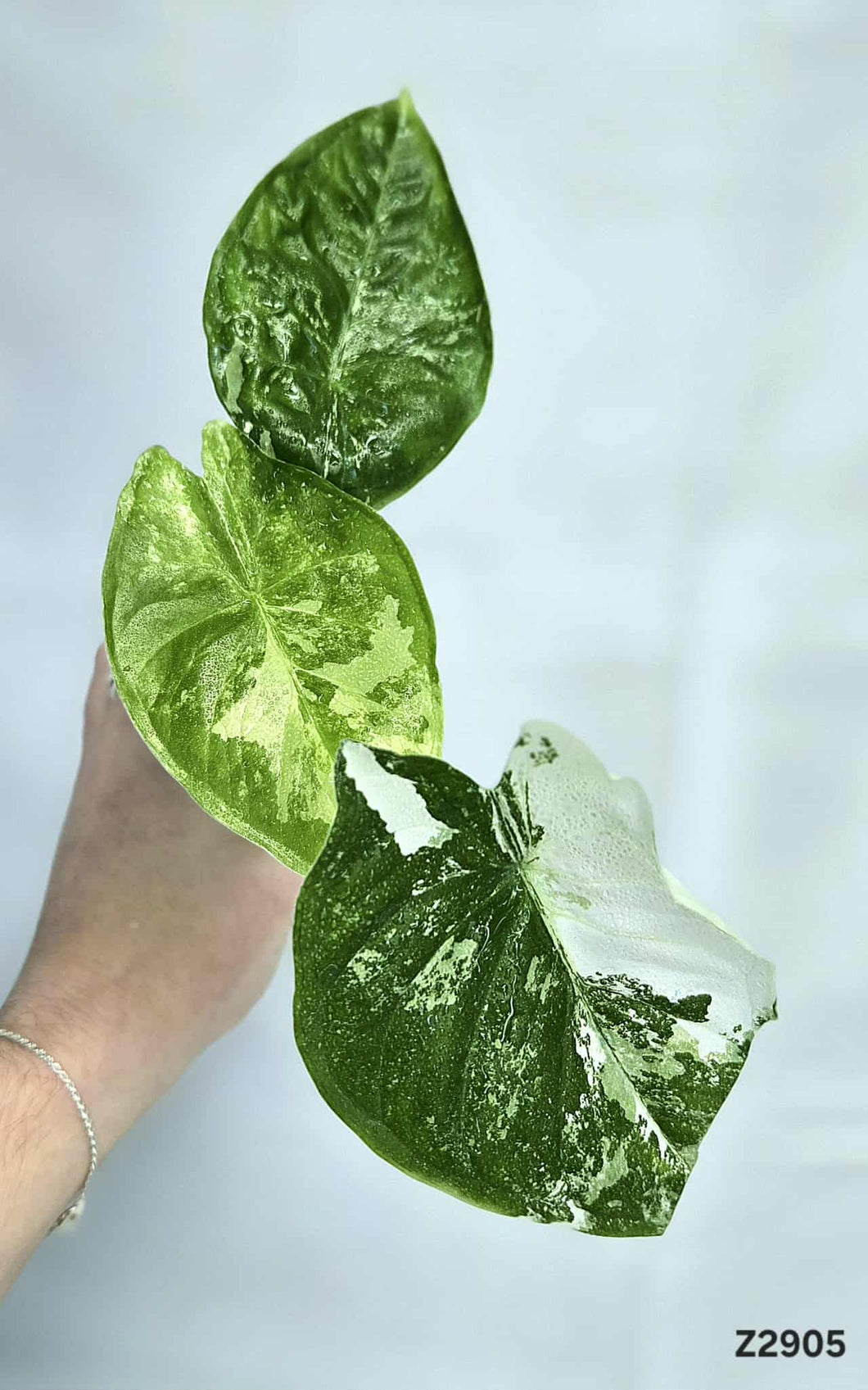 Alocasia Fornicata Albo #Z2905