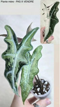 Load image into Gallery viewer, Bulbille Alocasia Nobilis Variegata (Thaï)
