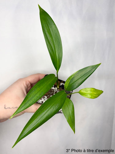 Plante Epipremnum Amplissimum aux feuilles vertes lancéolées, tige centrale