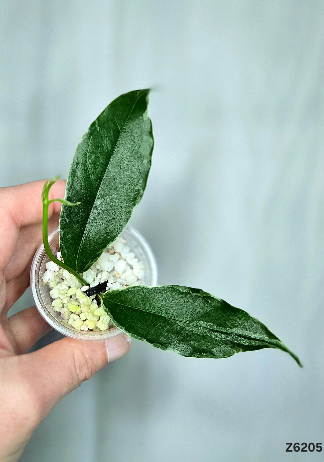 Hoya Lobbii Albo ⭐️ #Z6205