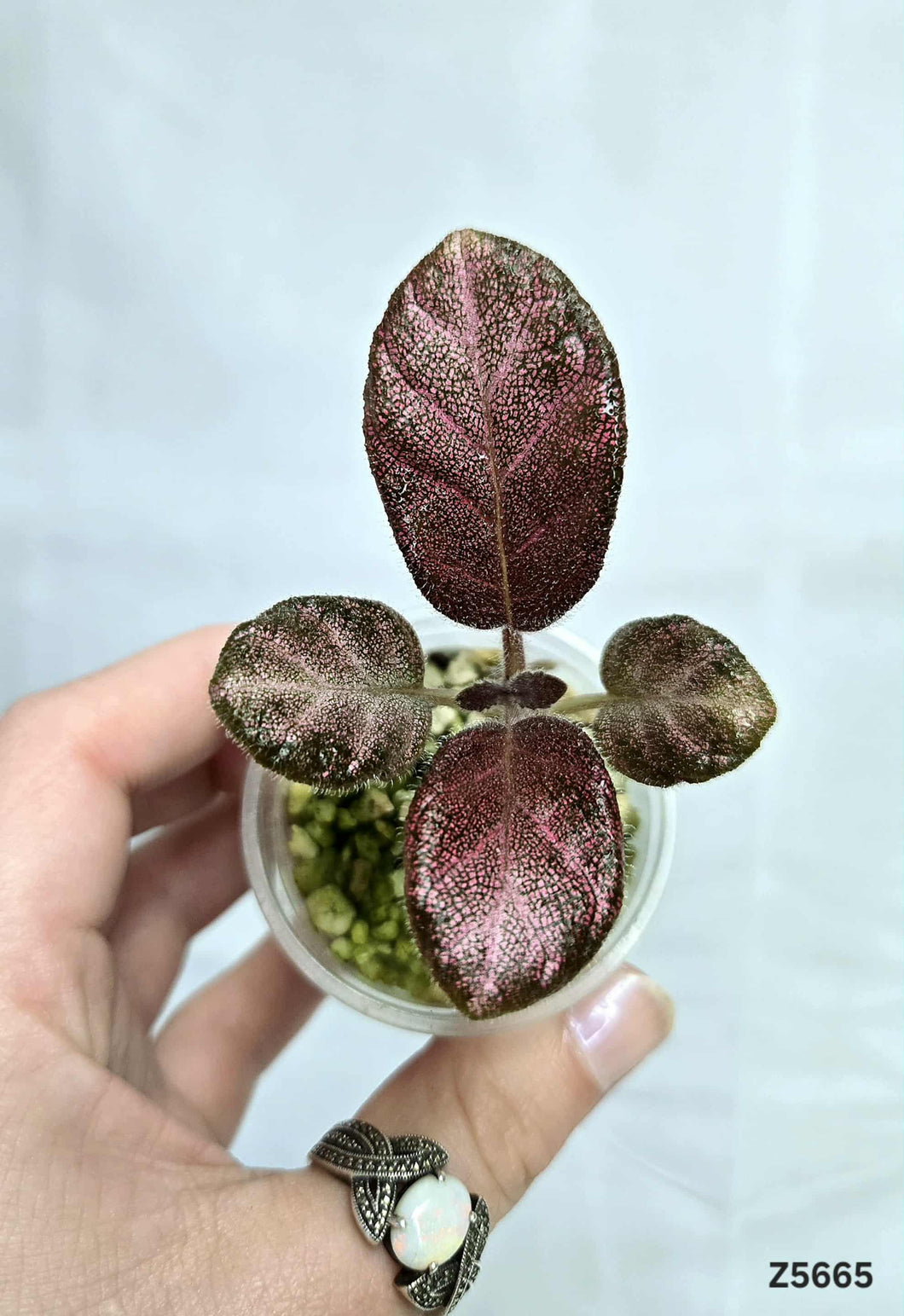 Episcia Showtime #Z5665