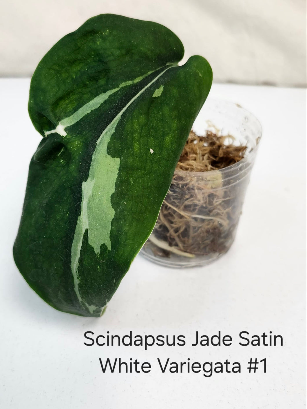 Scindapsus jade satin white variation #1