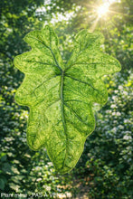 Load image into Gallery viewer, Bulbille Alocasia Jacklyn Mystic
