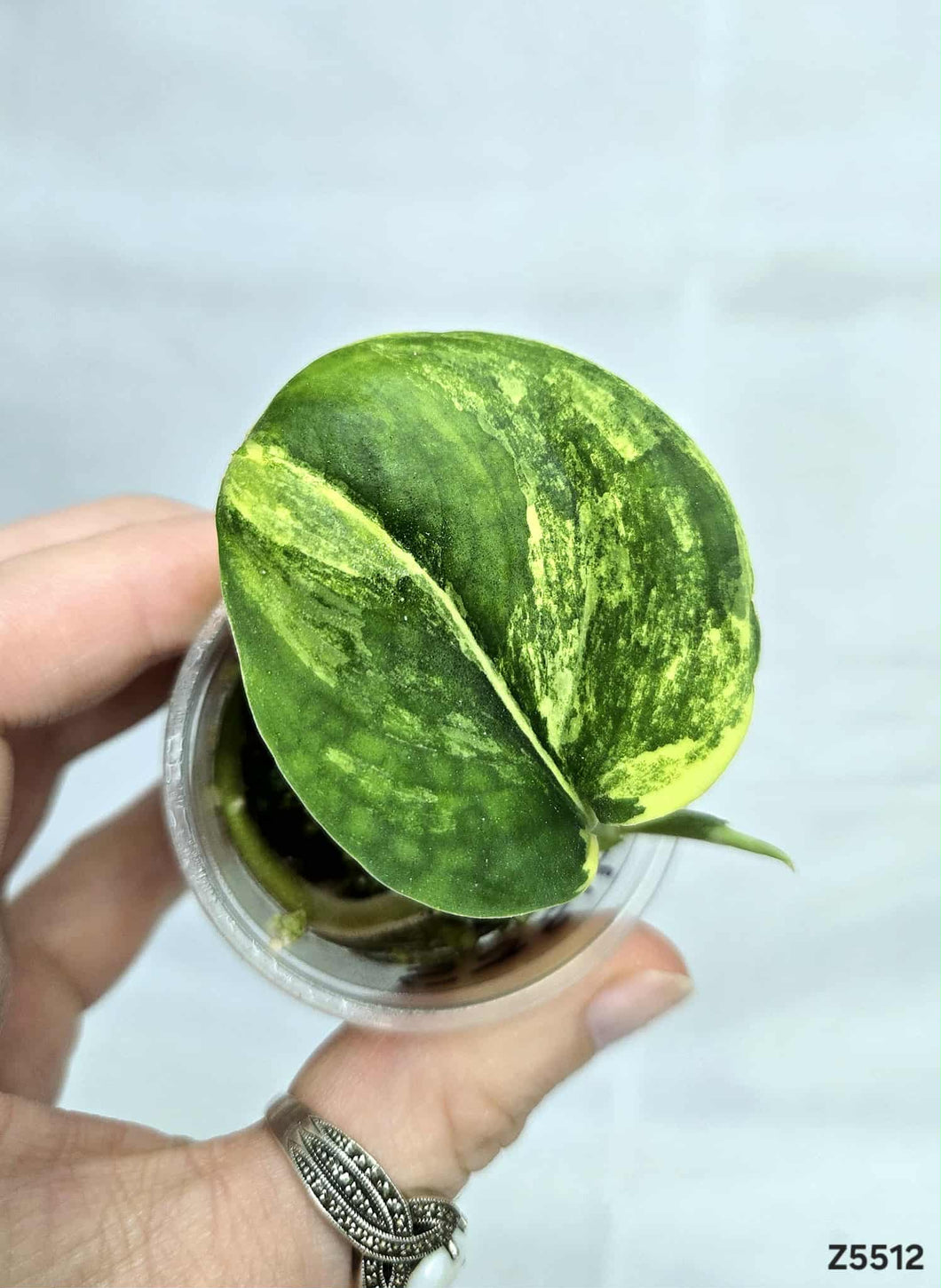 Scindapsus Jade Satin Variegata #Z5512