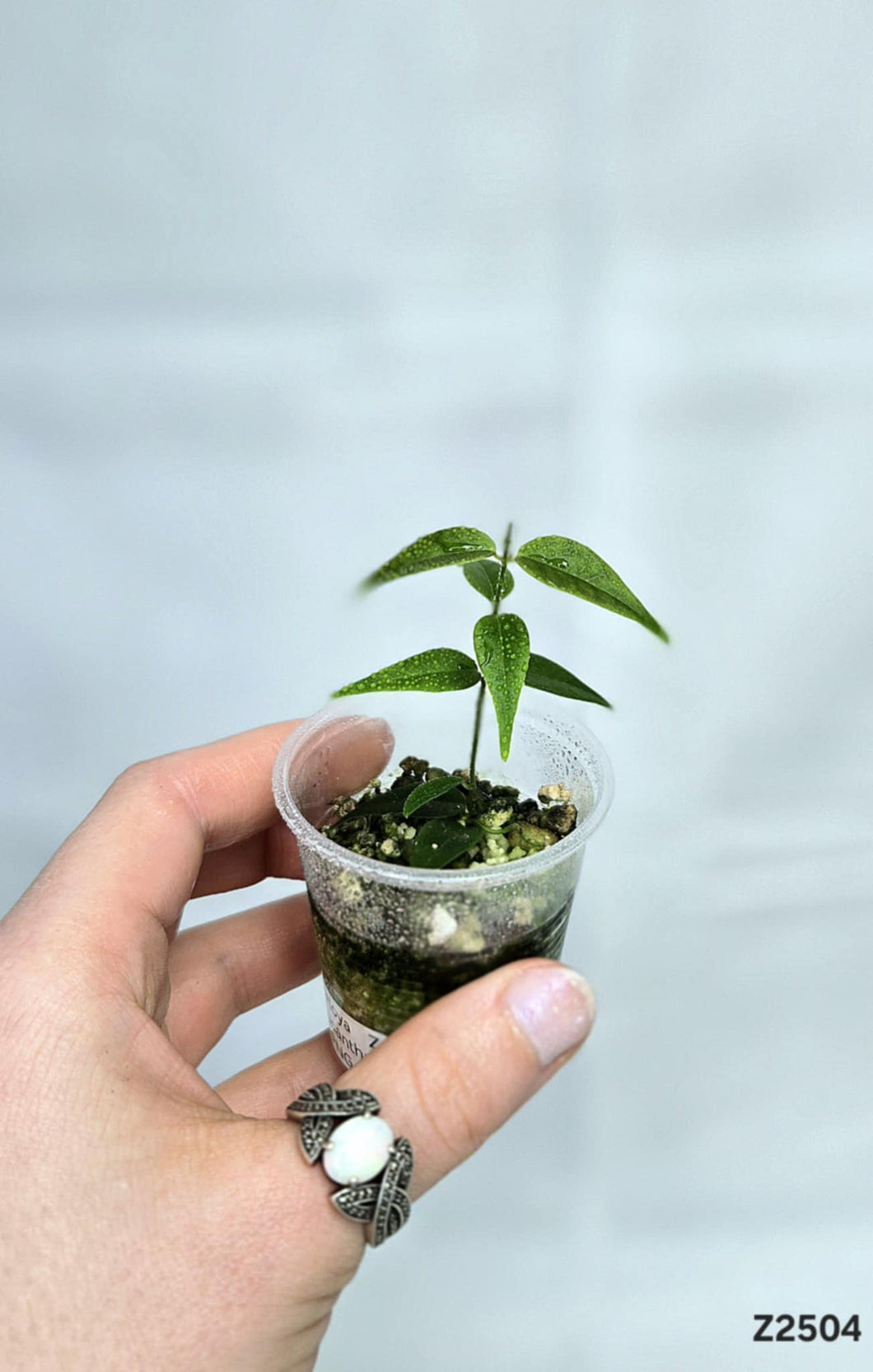 Hoya Leucantha PNG ⭐️ #Z2504