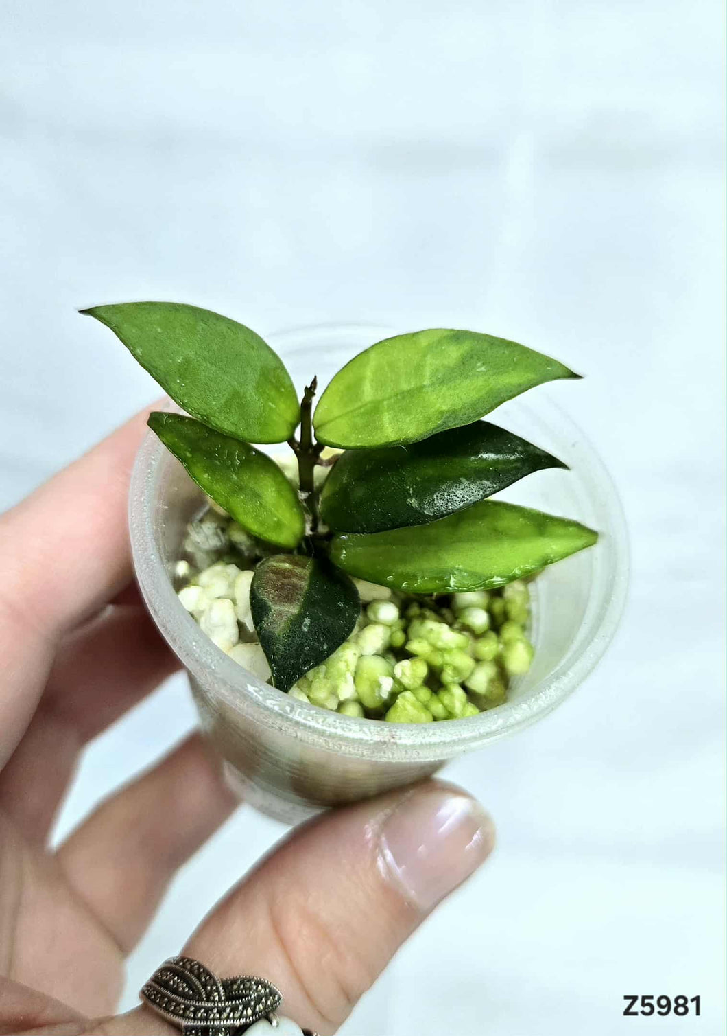 Hoya Lacunova Red Leaves ⭐️ #Z5981