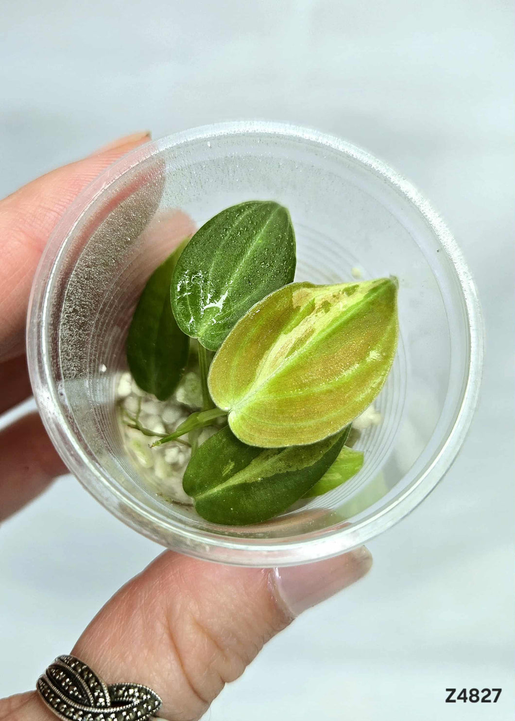 Philodendron Melanochrysum Variegata #Z4827