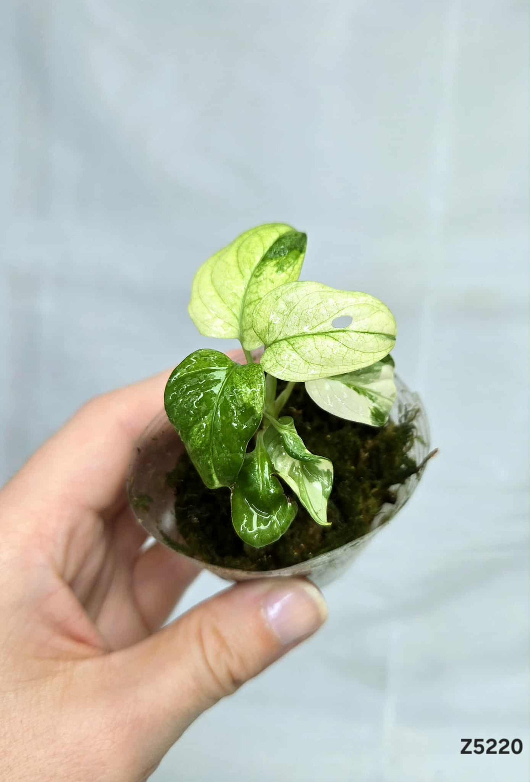 Monstera Adansonii Albo Mint #Z5220