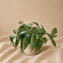Load image into Gallery viewer, Plante Epipremnum Baltic Blue en pot blanc, feuilles vertes érigées
