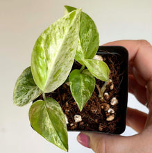 Charger l'image dans la galerie, Epipremnum pinnatum marbré en pot carré, tiges et feuilles vertes veinées de blanc
