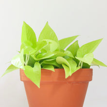 Load image into Gallery viewer, Pot de pothos Neon à feuilles vert vif, en pot en terre cuite
