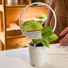 Charger l'image dans la galerie, Étiquette d’identification de plante blanche fixée sur une plante en pot, texte visible
