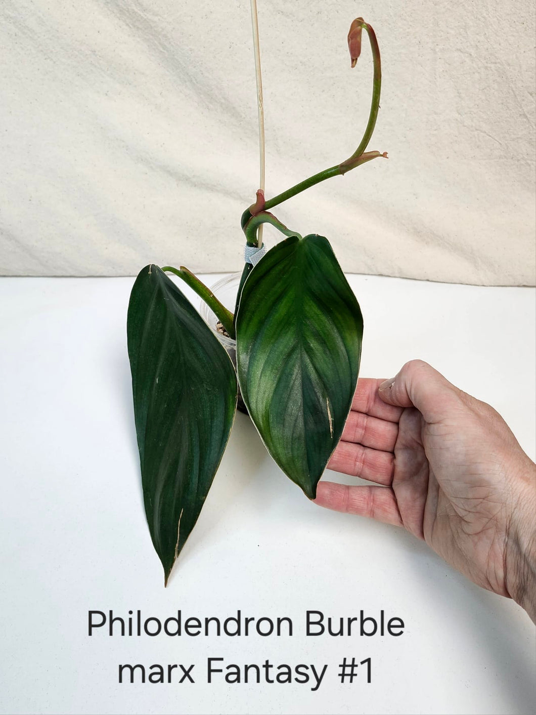 Philodendron burle marx fantasy #1