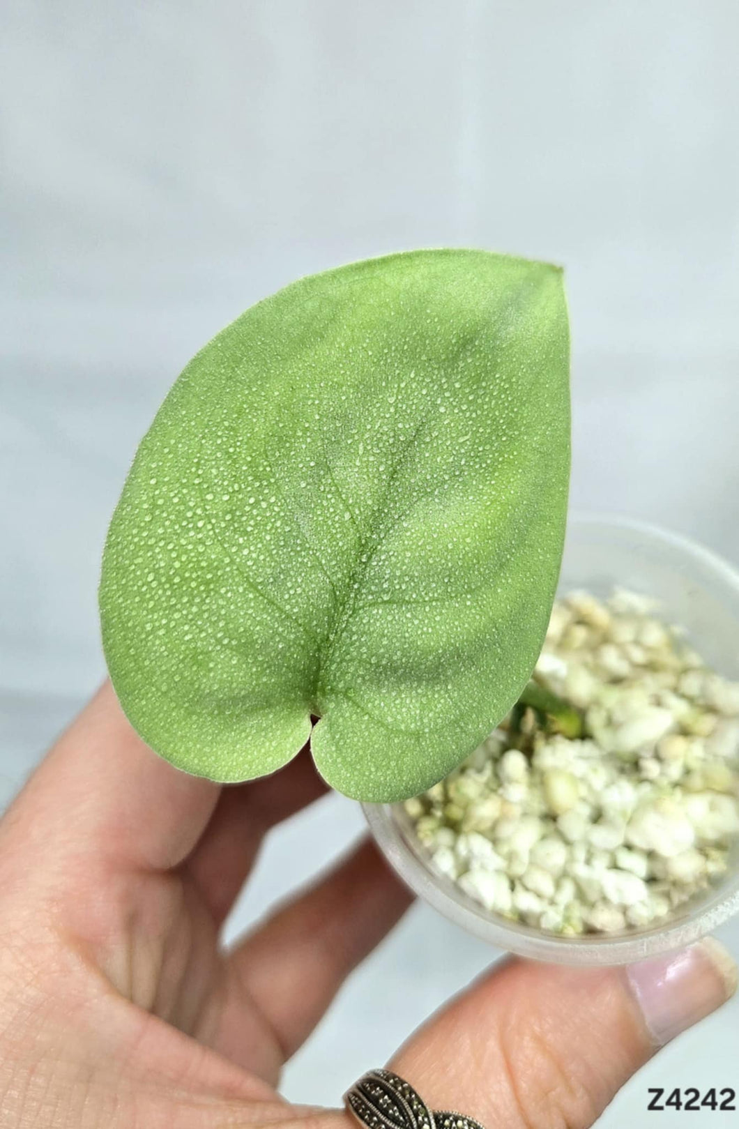 Scindapsus Platinum #Z4242