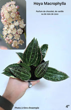Load image into Gallery viewer, Hoya macrophylla: feuilles vert foncé veinées, plante tenue dans la main
