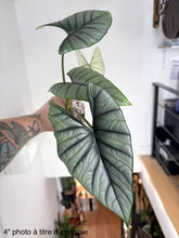 Load image into Gallery viewer, Alocasia Bisma
