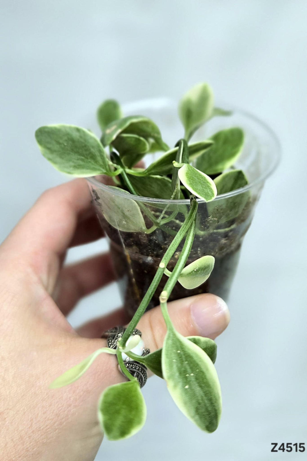 Dischidia Oiantha Variegata #Z4515