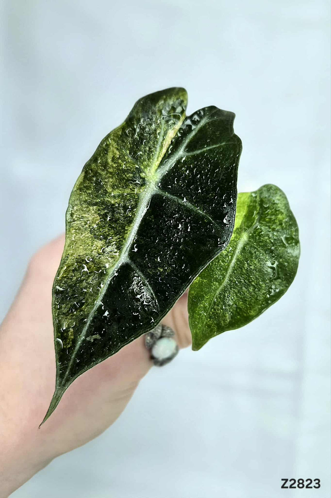 Alocasia Amazonica Splash #Z2823