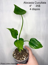 Charger l'image dans la galerie, Alocasia Cucullata
