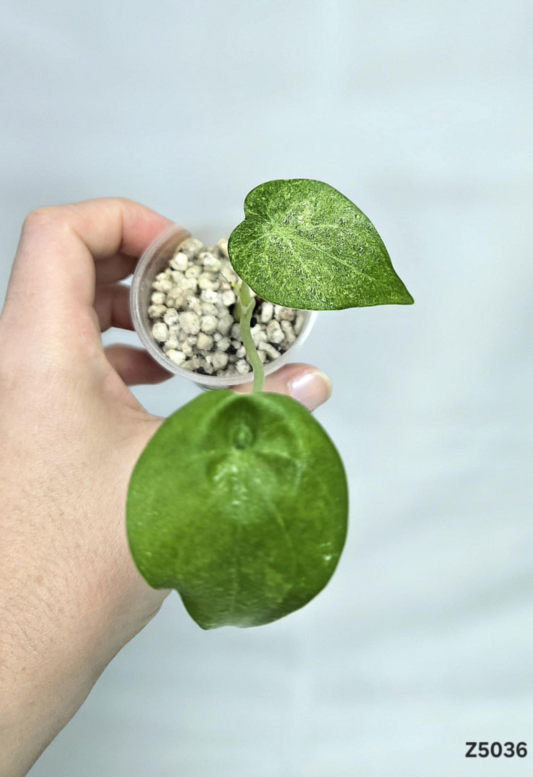 Alocasia Cucullata Mint #Z5036