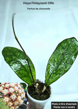 Load image into Gallery viewer, Hoya Finlaysonii Olfe ⭐️
