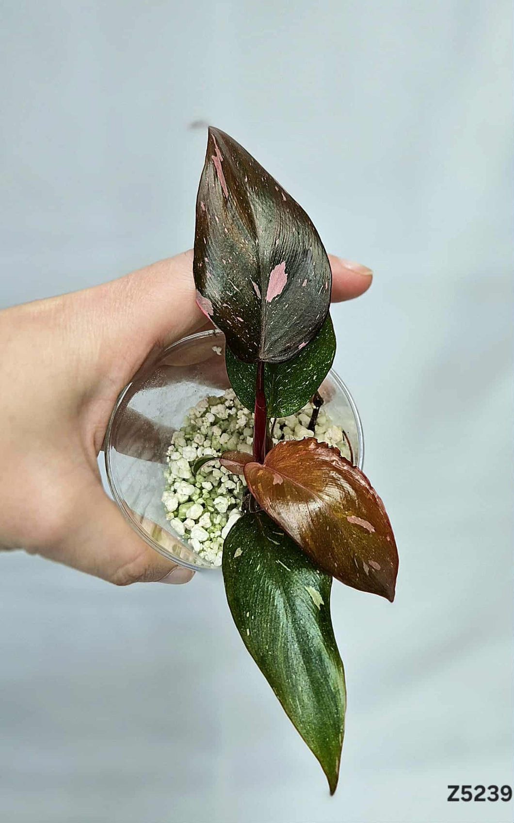 Philodendron Pink Princess Marble King #Z5239