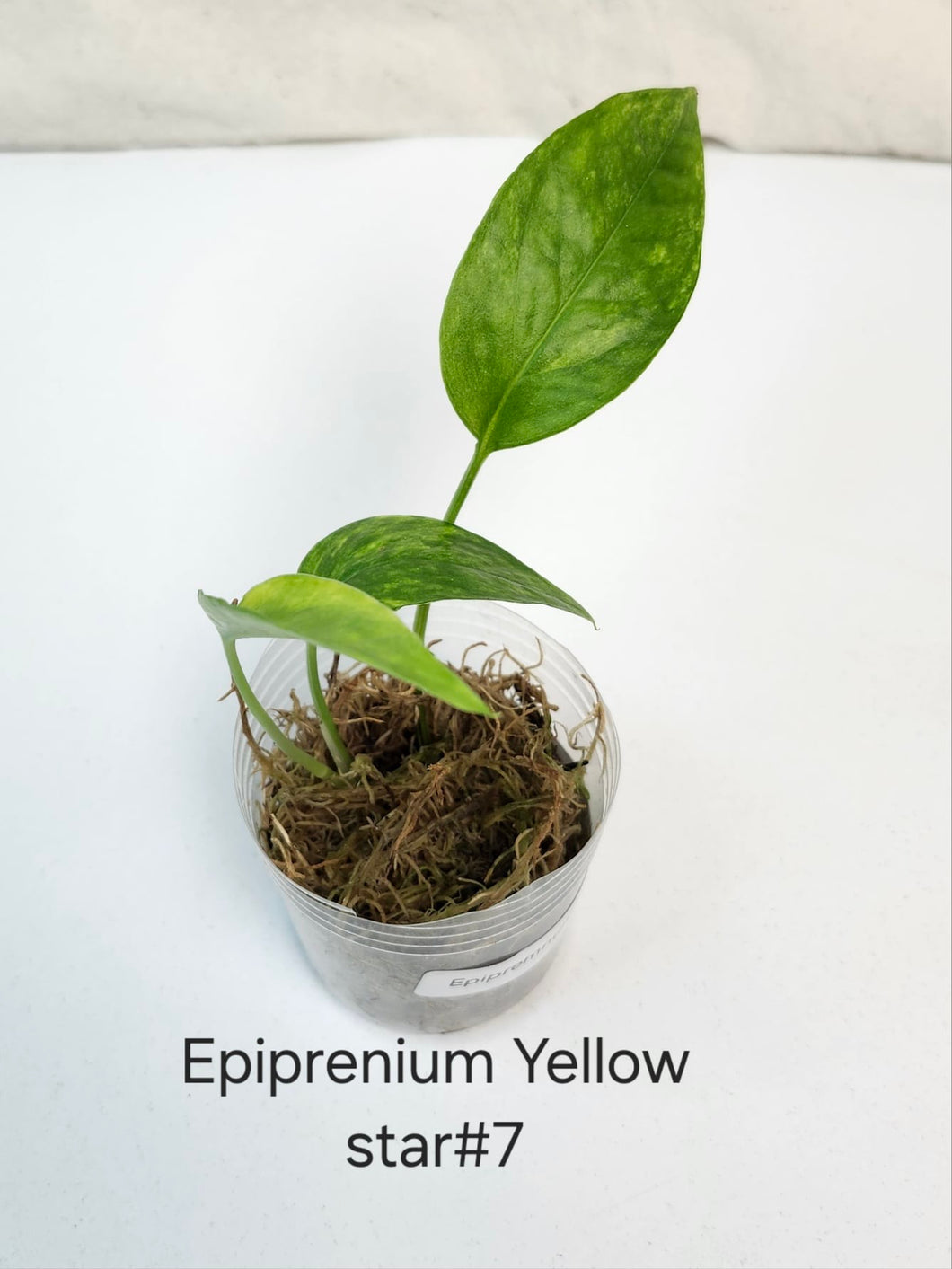Epipremnum yellow star #7