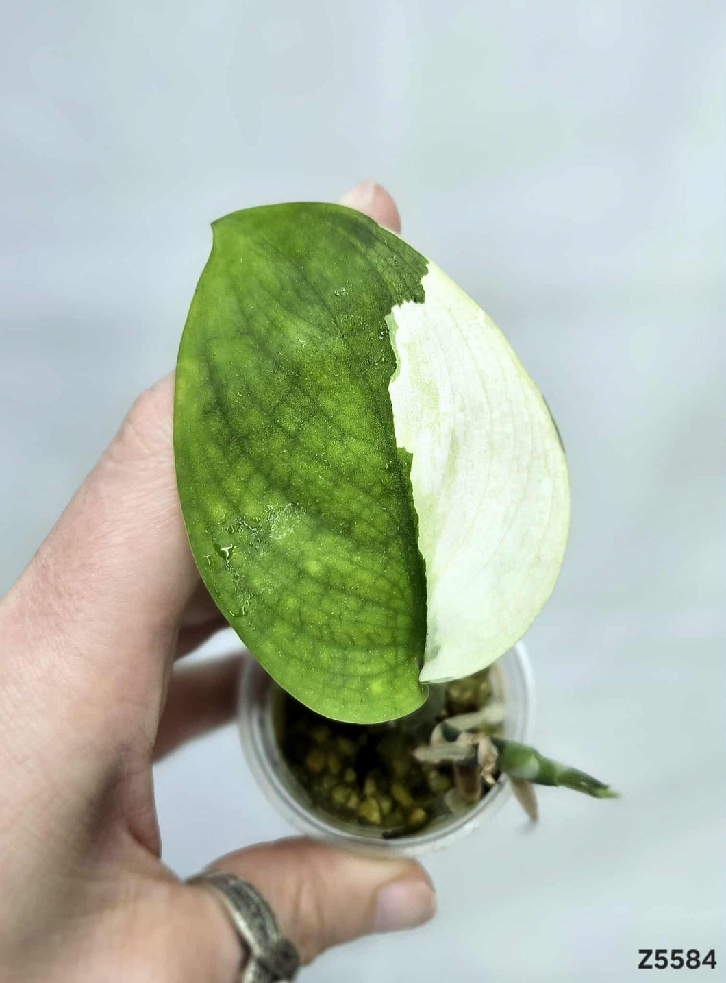 Scindapsus Jade Satin Variegata #Z5584