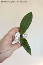 Charger l'image dans la galerie, Hoya Camphorifolia ⭐️
