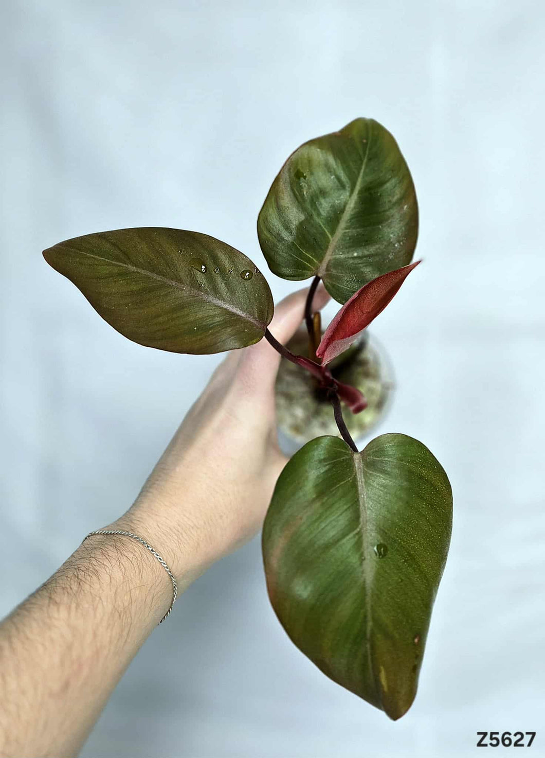 Philodendron Pink Princess Marble King Low Variation #Z5627