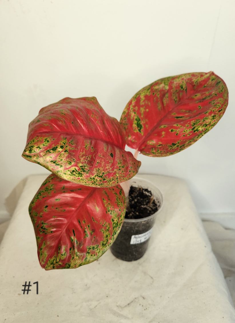 Aglaonema orange sombut
