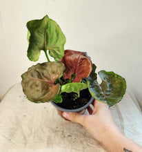 Load image into Gallery viewer, Plante Syngonium en pot, feuilles vertes panachées et bordeaux, feuillage en rosette
