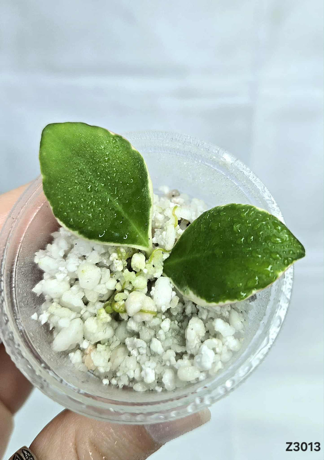 Hoya Heuschkeliana Albo ⭐️ #Z3013