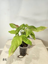 Charger l&#39;image dans la galerie, Syngonium pink salmon
