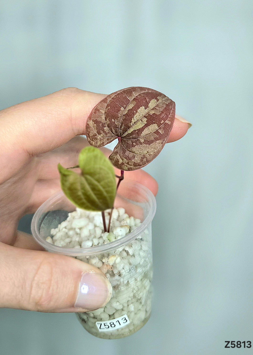 Dioscorea Purple #Z5813