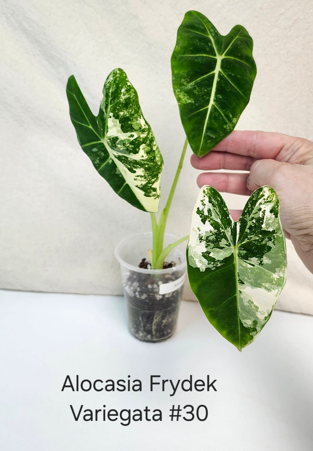 Alocasia frydek variegata #30