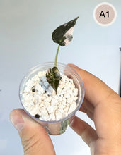 Load image into Gallery viewer, Jeune alocasia Bambino Pink en pot, feuilles vert foncé, tige claire
