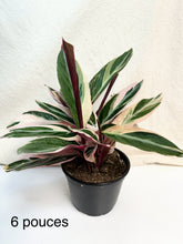 Load image into Gallery viewer, Stromanthe triostar ⭐️
