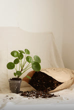 Charger l&#39;image dans la galerie, Terreau pour alocasia

